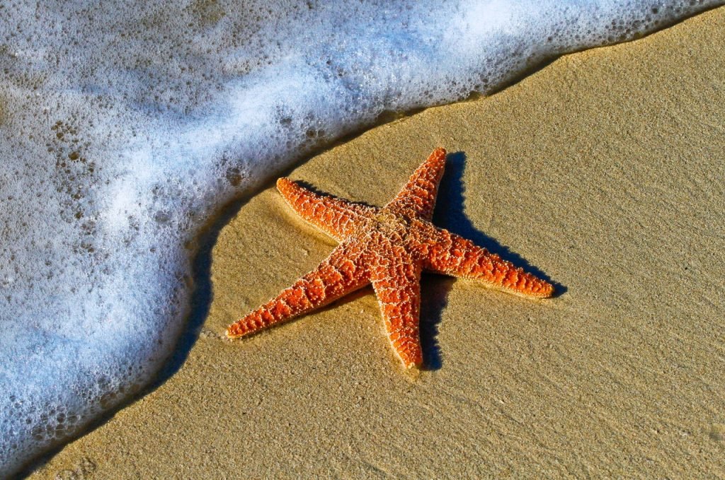 A estrela do mar é um dos animais sem parceiro que pode se reproduzir