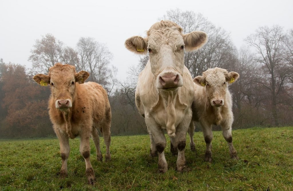 três vacas no campo