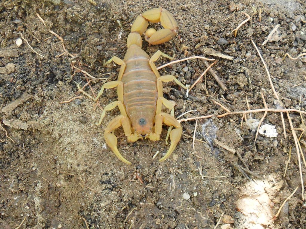 Escorpião amarelo um dos animais que se reproduzem sem parceiro