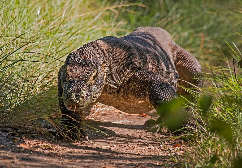 Dragão de Komodo é um dos animais que pode se reproduzir sem parceiro