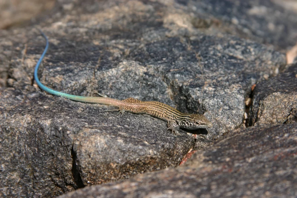 O lagarto cauda de chicote é um dos animais sem parceiro para se reproduzir